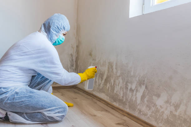 Licensed Attic Mold Removal service in Cranbury, NJ - WQB Mold Removal