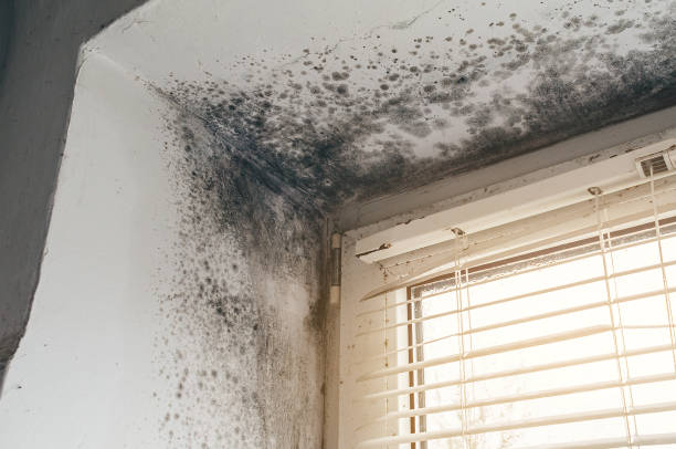 Affordable Attic Mold Removal solutions in Cranbury, NJ